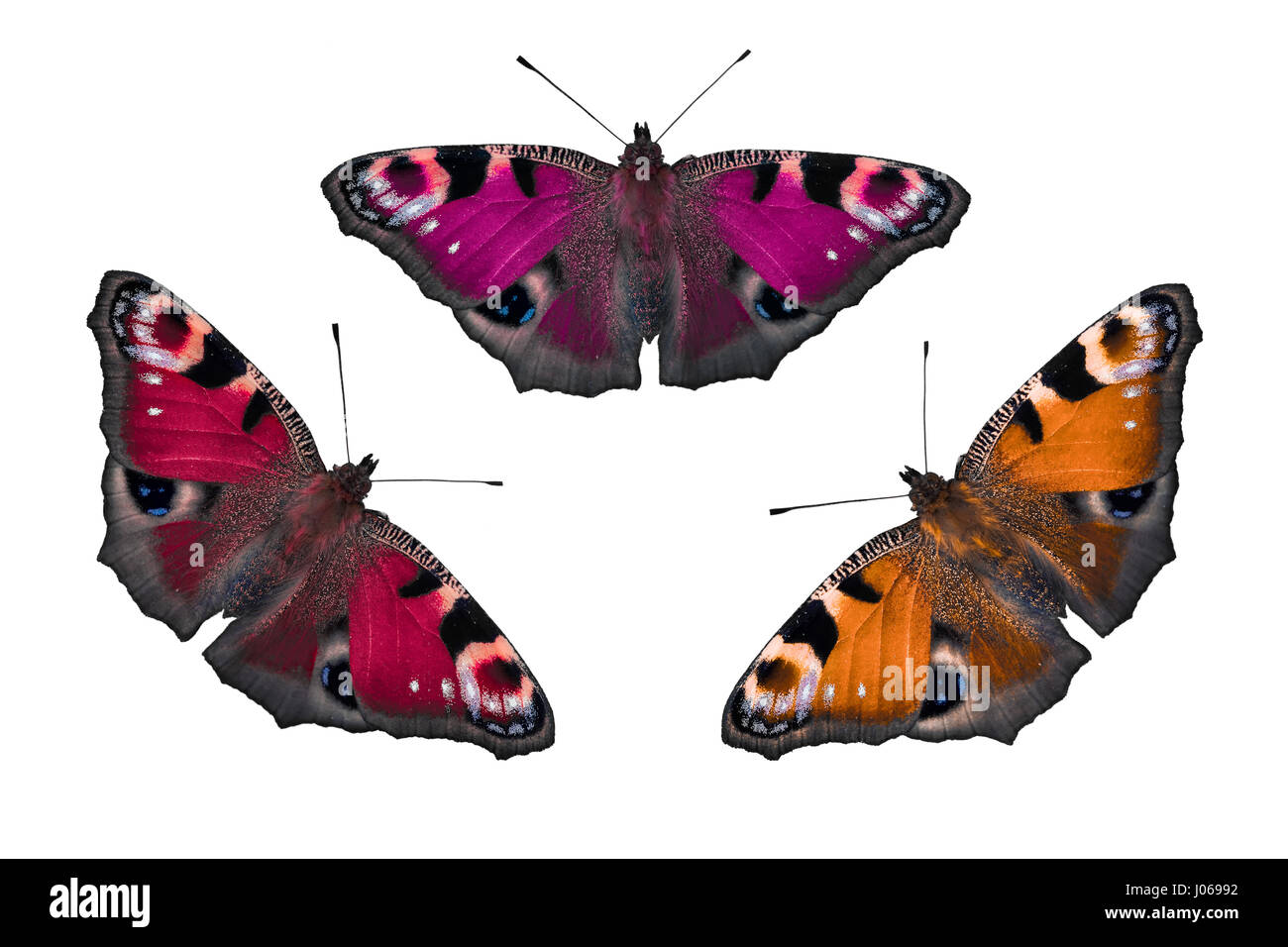 Set of colorful butterfly isolated on white background Stock Photo