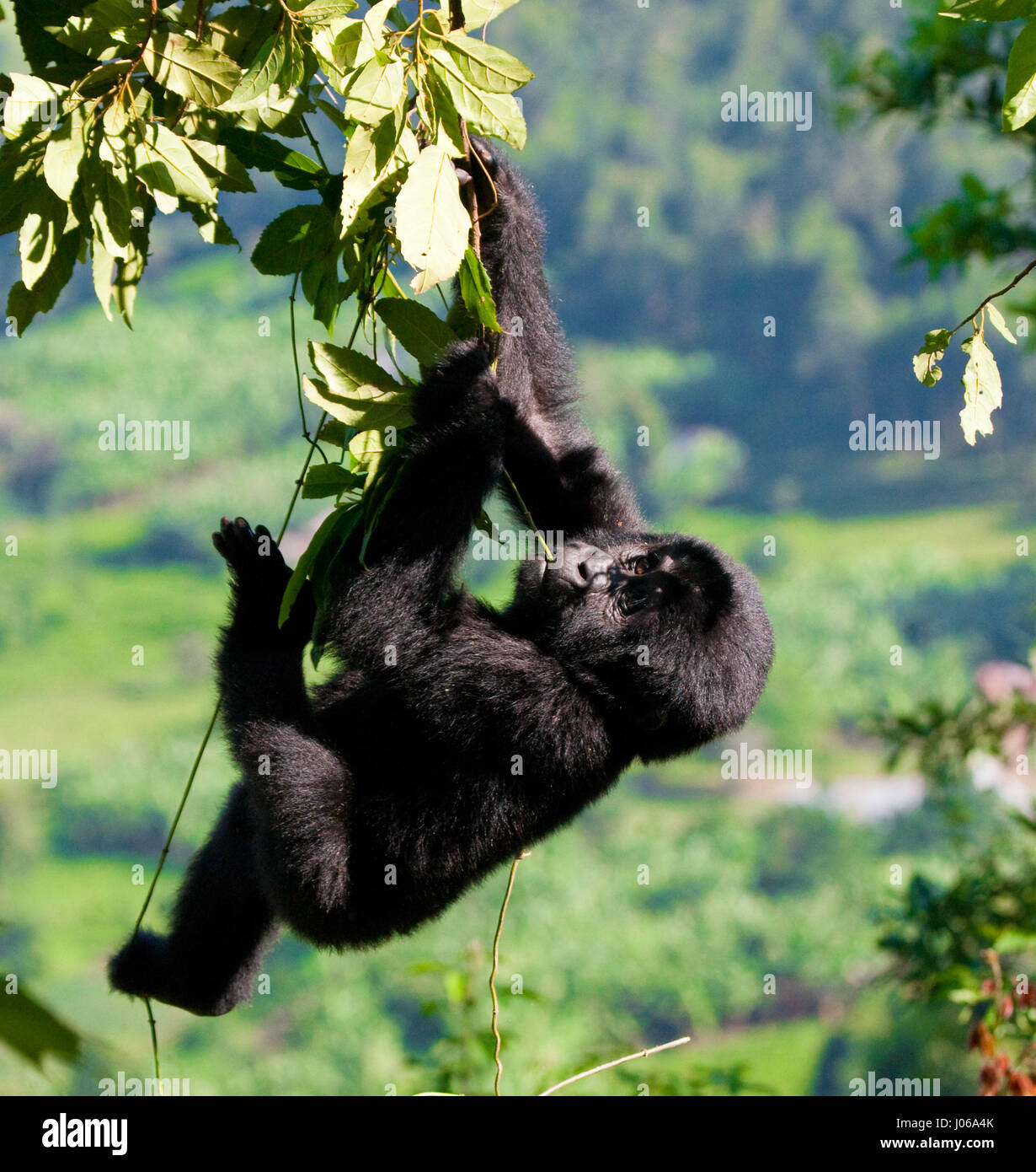 BWINDI NATIONAL PARK, UGANDA ONE gorilla wielded a big stick like a