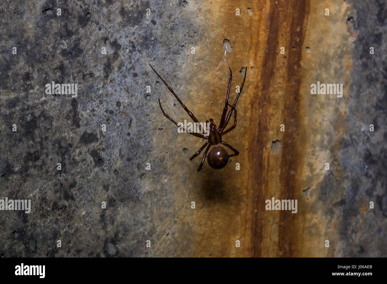 Spider Trenches One the many European cave spiders that reside in the tunnels. WATFORD ...