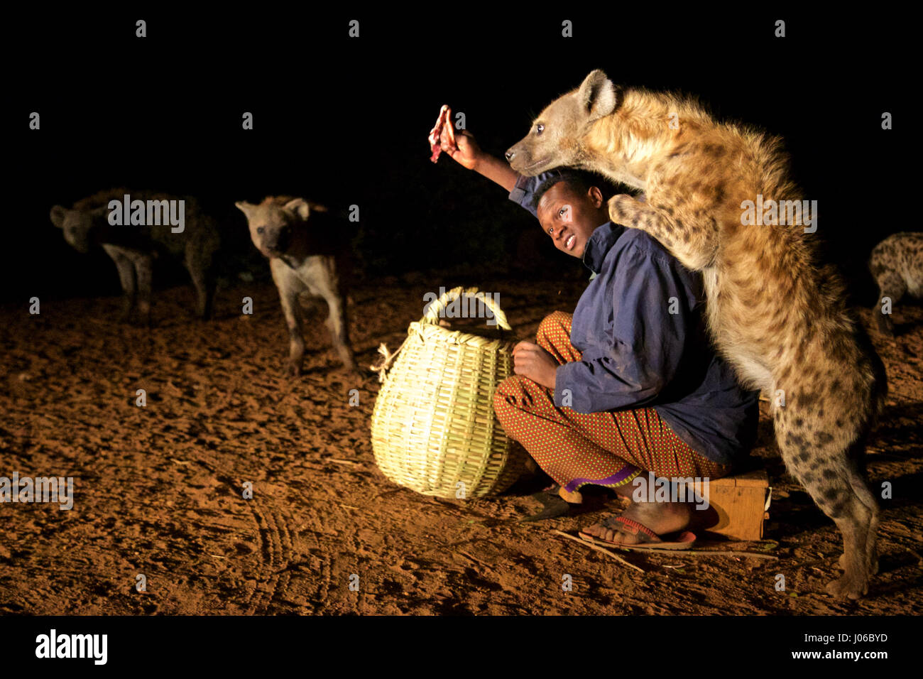 HARAR, ETHIOPIA: New 'Hyena Man' Abbas Saleh with a hyena. MEET the incredible Hyena Man of Harar who is now passing his title onto his son after thirty years of being best friends with a clan of these carnivorous beasts. Pictures show a young heir to the Hyena man title following the centuries-old tradition of protecting his people from possible attack by hyenas by calmly feeding these wild scavengers. He does so completely free from any kind of fear you would associate with being this close to Africa’s most prolific carnivore.  Hyenas have been known to attack and kill humans, but as these r Stock Photo