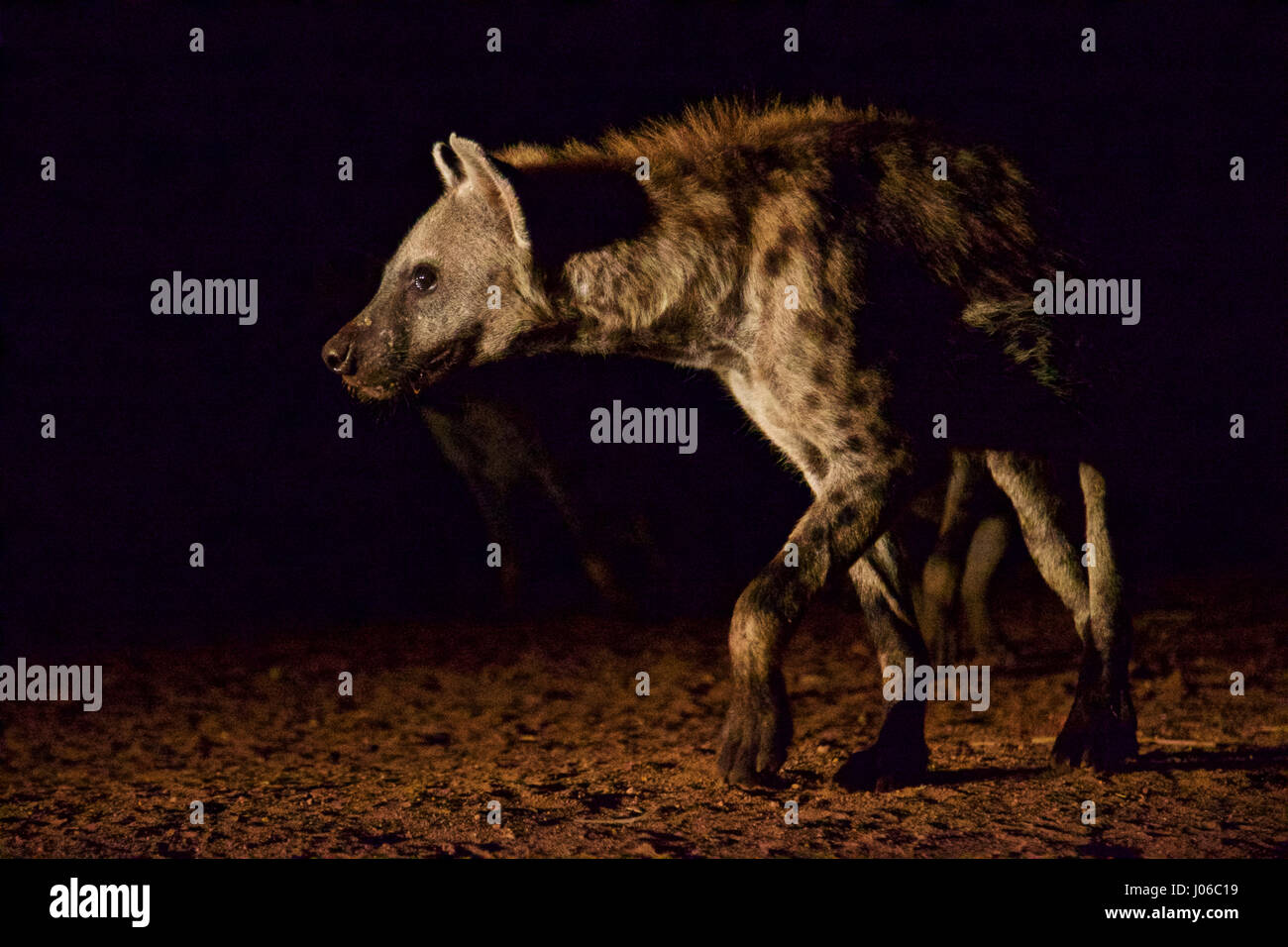 HARAR, ETHIOPIA: A single hyena in the night. MEET the incredible Hyena Man of Harar who is now passing his title onto his son after thirty years of being best friends with a clan of these carnivorous beasts. Pictures show a young heir to the Hyena man title following the centuries-old tradition of protecting his people from possible attack by hyenas by calmly feeding these wild scavengers. He does so completely free from any kind of fear you would associate with being this close to Africa’s most prolific carnivore.  Hyenas have been known to attack and kill humans, but as these remarkable ima Stock Photo