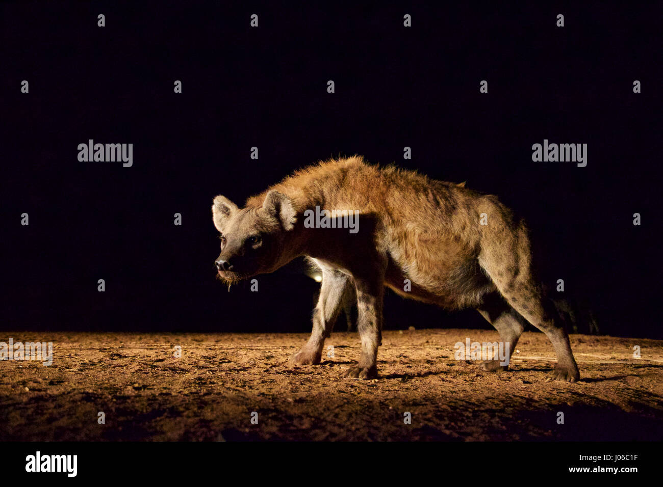 HARAR, ETHIOPIA: A single hyena in the night. MEET the incredible Hyena Man of Harar who is now passing his title onto his son after thirty years of being best friends with a clan of these carnivorous beasts. Pictures show a young heir to the Hyena man title following the centuries-old tradition of protecting his people from possible attack by hyenas by calmly feeding these wild scavengers. He does so completely free from any kind of fear you would associate with being this close to Africa’s most prolific carnivore.  Hyenas have been known to attack and kill humans, but as these remarkable ima Stock Photo