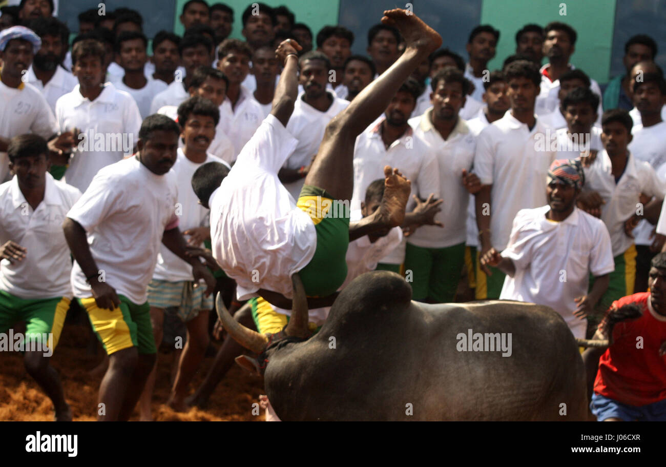 MADURAI, INDIA: SPECTACULAR images from a controversial and now banned bull taming competition have been released. Action packed shots, which could be the last ever captured of this event, reveal plucky young contenders taking turns to hold onto the decorated bull while crossing the finish line to be named victor. If they fail the bull is victorious.  Lurching and leaping into the air the powerful bulls can be seen making it their mission to throw challengers to the ground. A fierce debate is currently raging place between those that oppose this traditional sport claiming it is cruel to the an Stock Photo