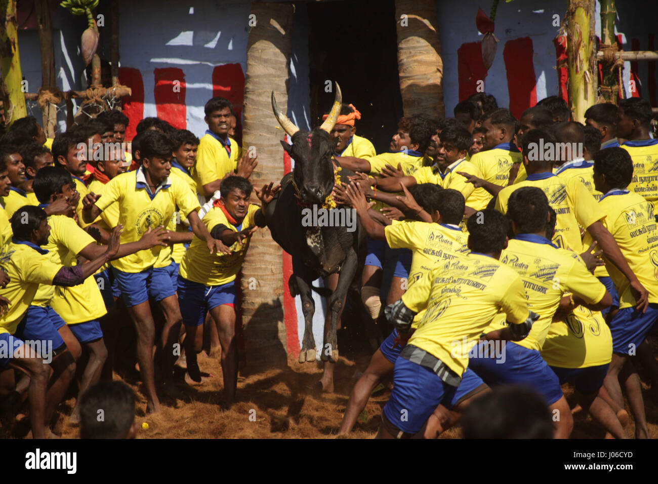 MADURAI, INDIA: SPECTACULAR images from a controversial and now banned bull taming competition have been released. Action packed shots, which could be the last ever captured of this event, reveal plucky young contenders taking turns to hold onto the decorated bull while crossing the finish line to be named victor. If they fail the bull is victorious.  Lurching and leaping into the air the powerful bulls can be seen making it their mission to throw challengers to the ground. A fierce debate is currently raging place between those that oppose this traditional sport claiming it is cruel to the an Stock Photo