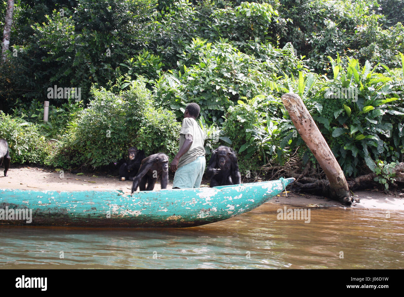 MONKEY ISLAND, LIBERIA: FEAST YOUR EYES on this paradise island where the only inhabitants are chimpanzees. Pictures show the charming chimps coming to greet their human friend as he brings them fresh food supplies from his canoe.  Other snaps show the great apes dipping their toes in the water, huddling around to catch up on the day’s events, while one solitary figure can be seen taking in a tree top view of the ocean while he finishes his lunch. Irish Youth worker Marie Power (27) was one of four lucky tourists on the hollowed out wooden canoe and was able to snap these incredible scenes of  Stock Photo