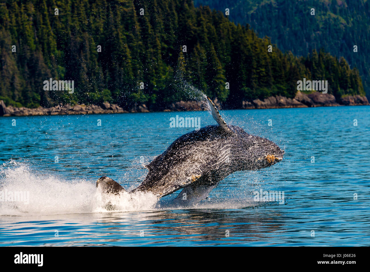 ONTARIO, CANADA: THE EXACT moment a leaping thirty-ton whale’s body is perfectly parallel with the surface of the water it is exploding from has been sensationally captured. Other pictures show the sequence of precisely how the Humpback whale broke the surface of the water, only to emerge from the waves at a high speed. Elementary school teacher Ian Stotesbury (37) from Ontario, Canada was lucky enough to spot the whale on a boat ride in Prince William Sound, Alaska. Stock Photo