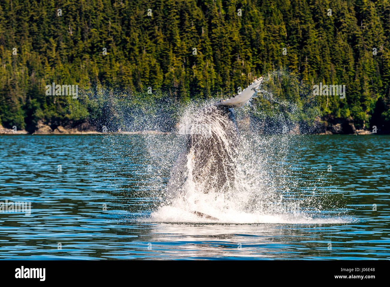 ONTARIO, CANADA: THE EXACT moment a leaping thirty-ton whale’s body is perfectly parallel with the surface of the water it is exploding from has been sensationally captured. Other pictures show the sequence of precisely how the Humpback whale broke the surface of the water, only to emerge from the waves at a high speed. Elementary school teacher Ian Stotesbury (37) from Ontario, Canada was lucky enough to spot the whale on a boat ride in Prince William Sound, Alaska. Stock Photo