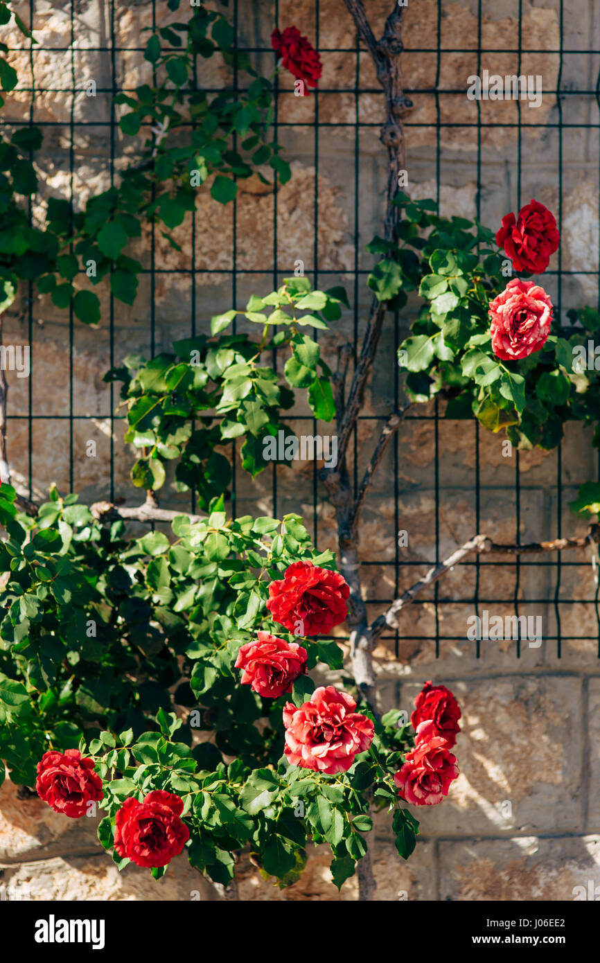 Roses on the street. Pink and red roses grow on the streets of ...