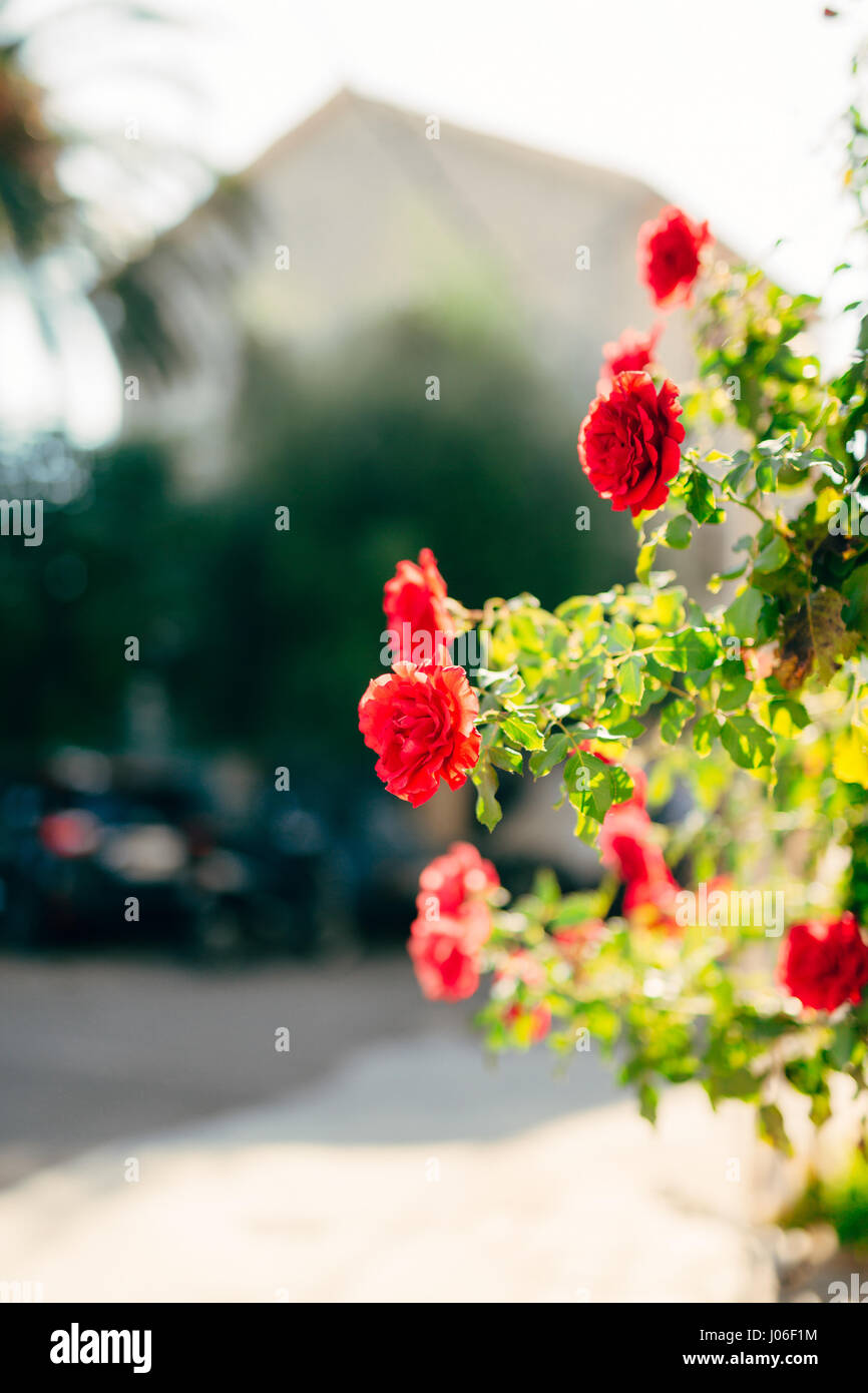 Roses on the street. Pink and red roses grow on the streets of ...