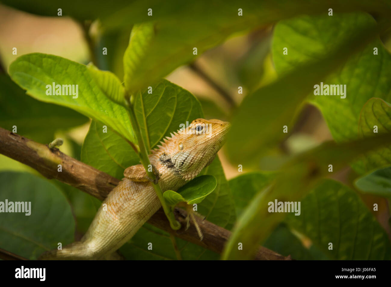 Local lizards at the garden guava tree. Stock Photo