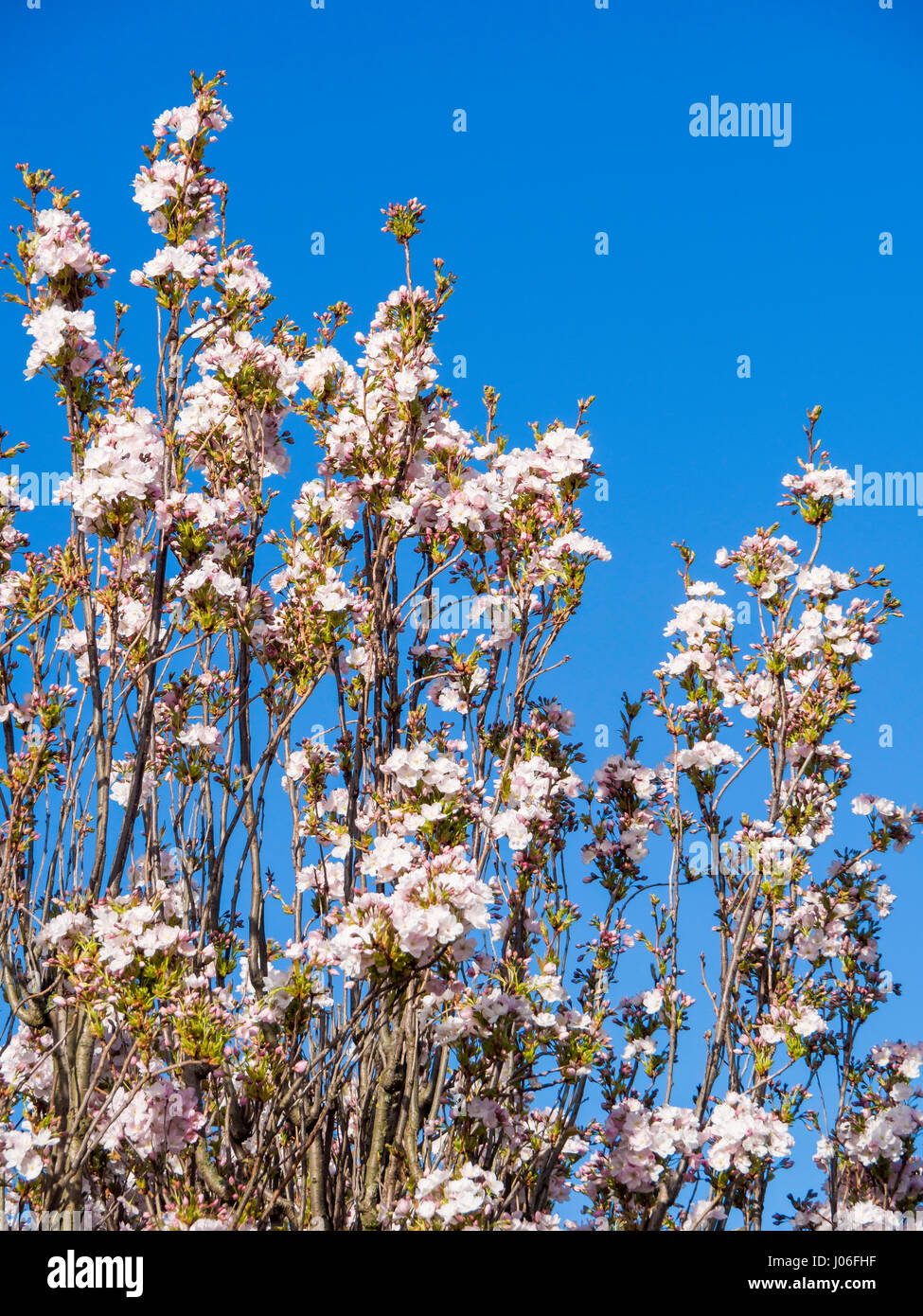 Spring blossom on a flowering Japanese Cherry Tree Prunus Amanagwa in a North Yorkshire Garden Stock Photo