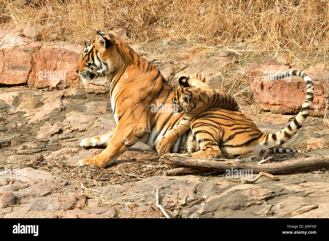 Bengal tiger, mother and cub, playing on a rocky outcrop in Ranthambhore tiger reserve, India Stock Photo
