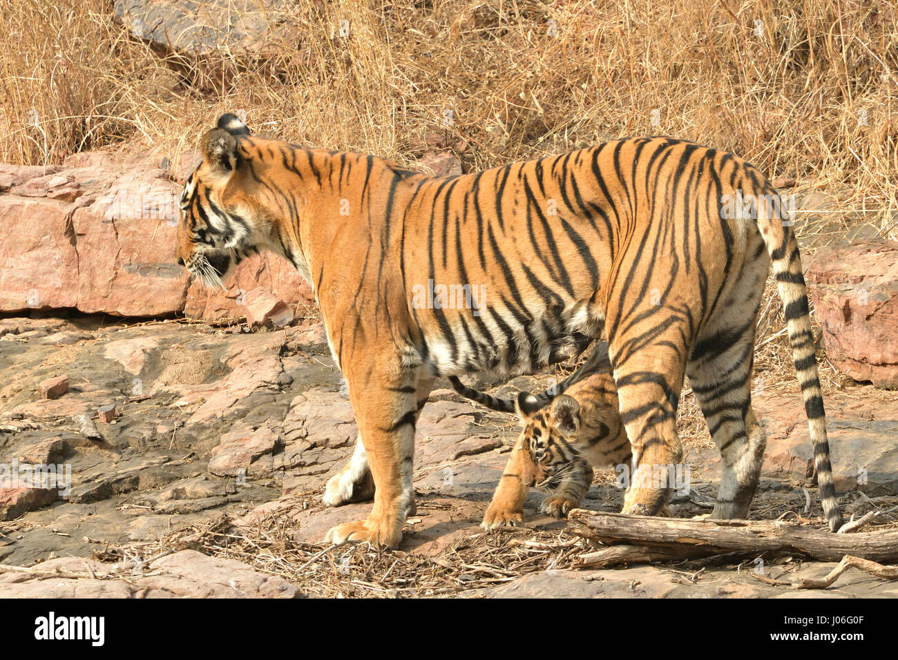 Bengal tiger, mother and cub, playing on a rocky outcrop in Ranthambhore tiger reserve, India Stock Photo