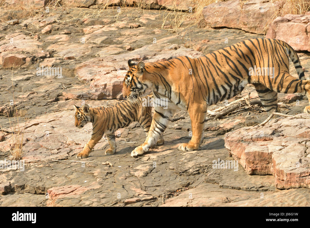 Bengal tiger, mother and cub, walking on a rocky outcrop in Ranthambhore tiger reserve, India Stock Photo