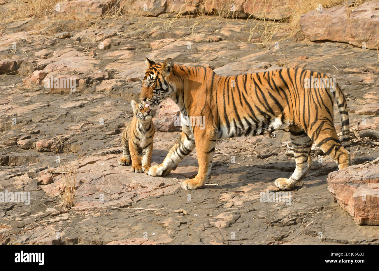 Bengal tiger, mother and cub, walking on a rocky outcrop in Ranthambhore tiger reserve, India Stock Photo