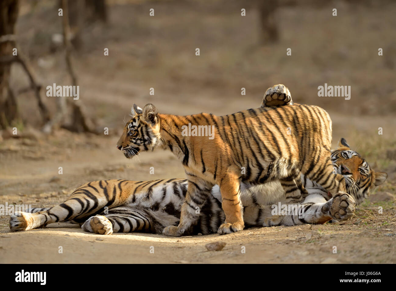 Bengal tiger, mother and cub, sitting on a forest track in Ranthambhore tiger reserve, India Stock Photo