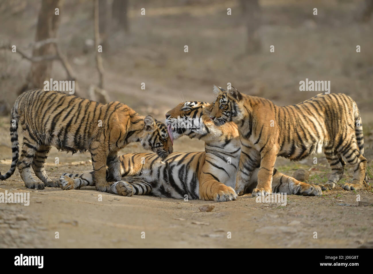 Bengal tiger, mother and cubs, sitting and nuzzling each other on a forest track in Ranthambhore tiger reserve, India Stock Photo
