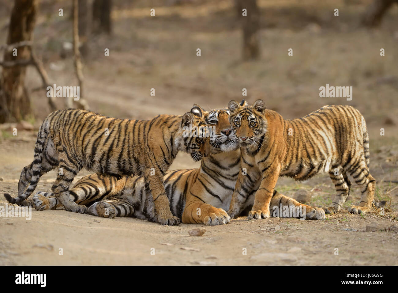 Bengal tiger, mother and cubs, sitting and nuzzling each other on a forest track in Ranthambhore tiger reserve, India Stock Photo
