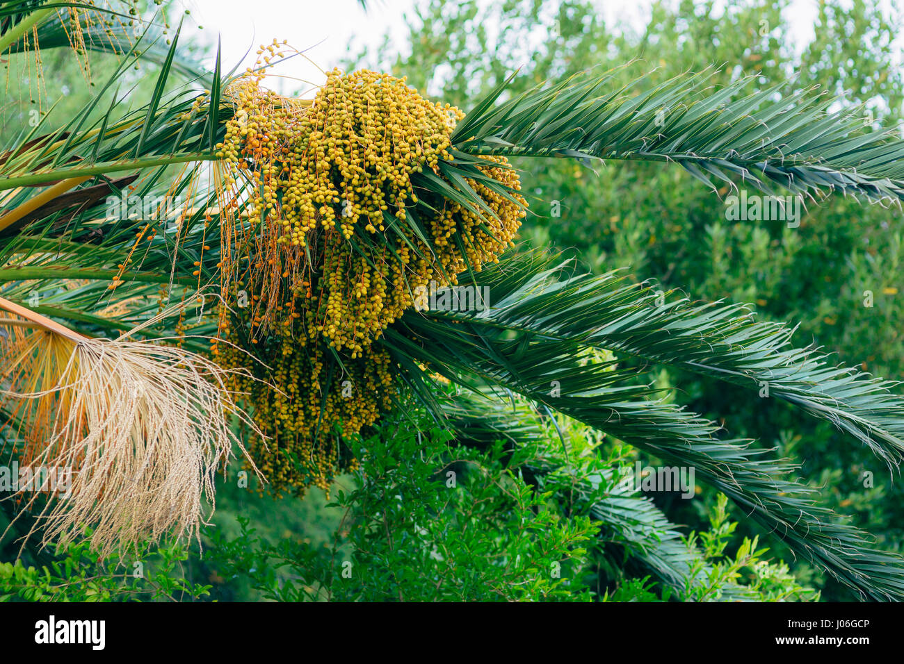 Date Palm In Montenegro Fruit On The Palm Tree Stock Photo Alamy date-palm-in-montenegro-fruit-on-the-palm-tree-stock-photo-alamy