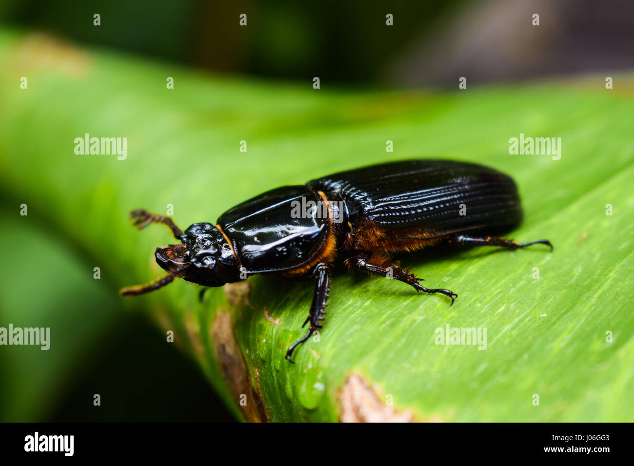 Odontotaenius Disjunctus (beetle) in the Costa Rican jungle Stock Photo