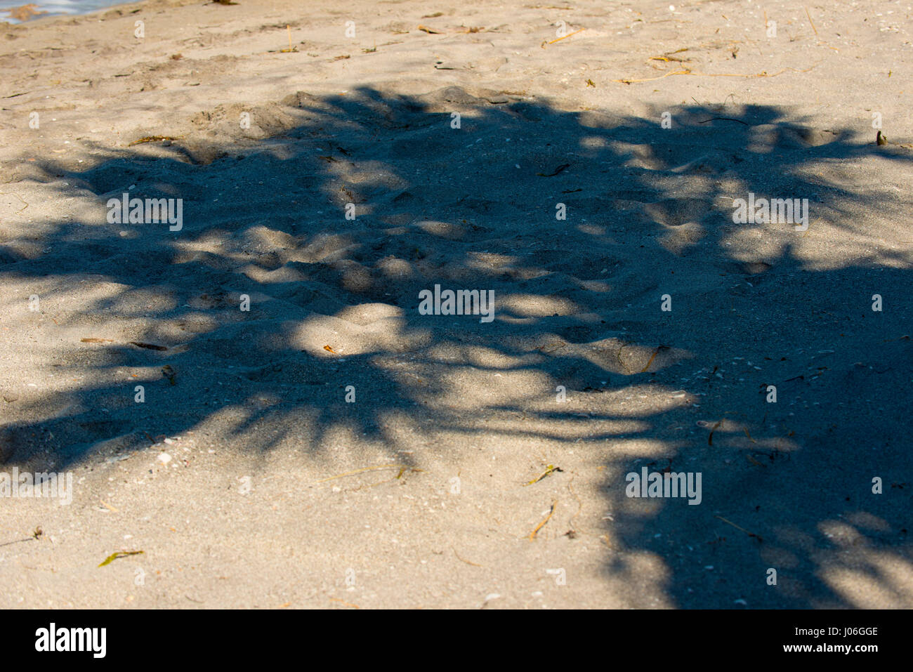 palm tree shadow in sand Stock Photo - Alamy