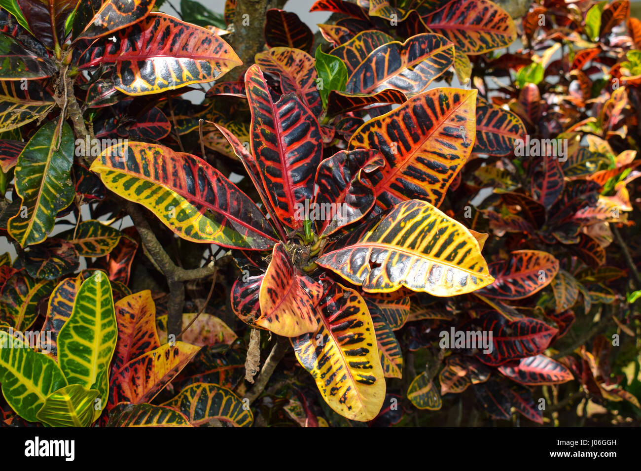 Rushfoil Plant (or at least I think that's what it is) in Costa Rica Stock Photo