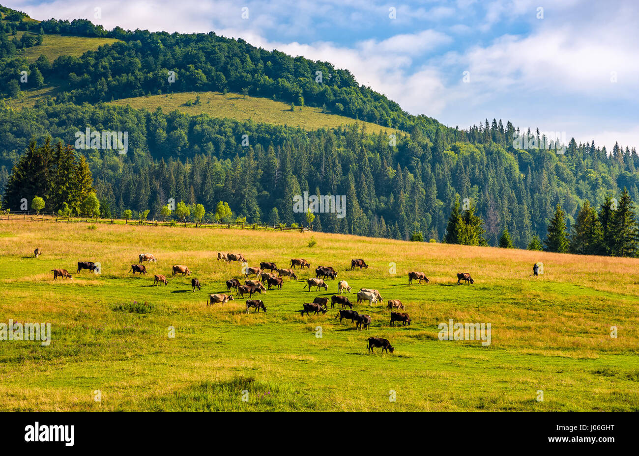 few cows grazing on hillside meadow. fence on rural fields near the ...