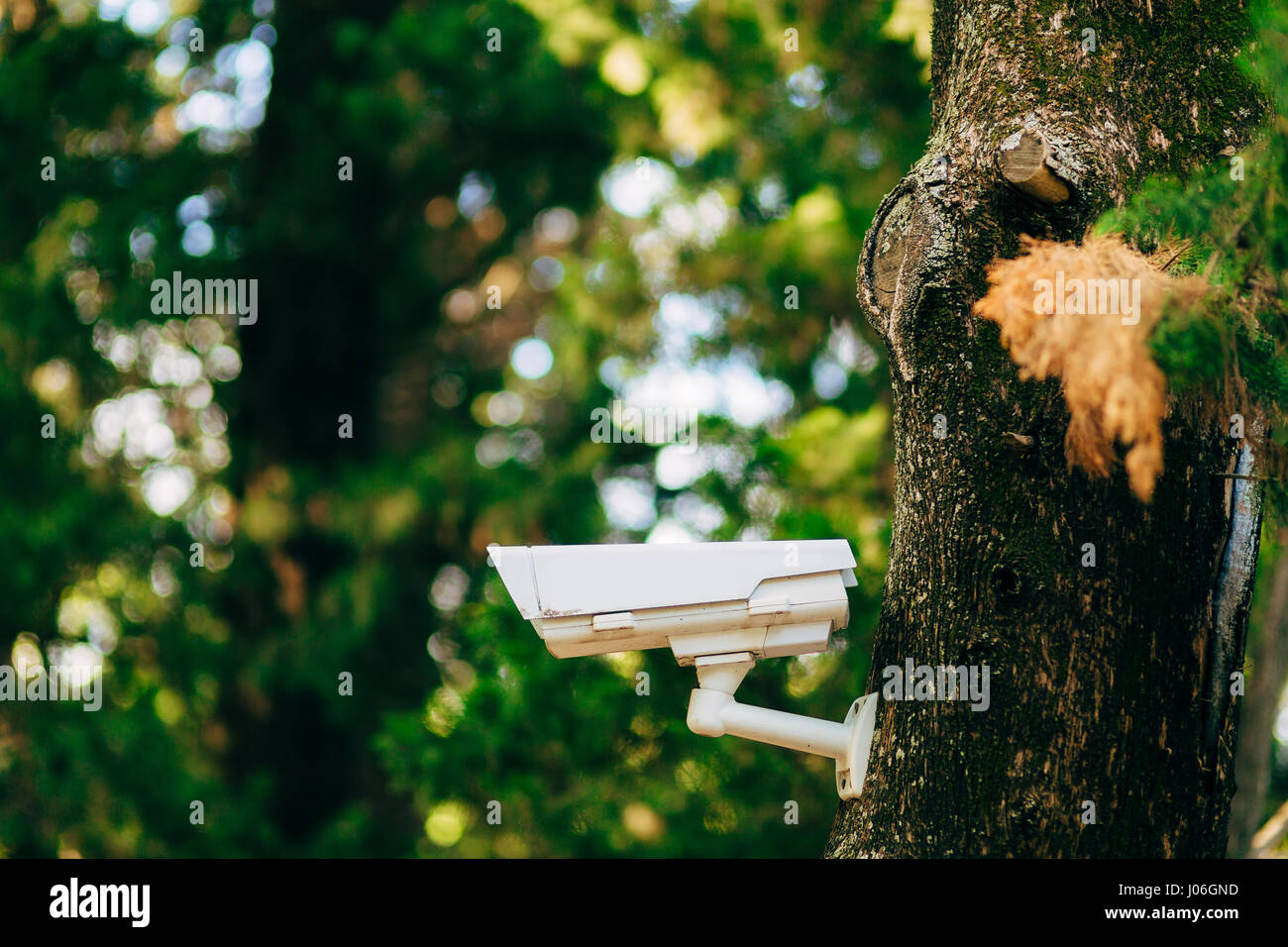 Surveillance camera on the tree. Hidden camera in the forest. Forest