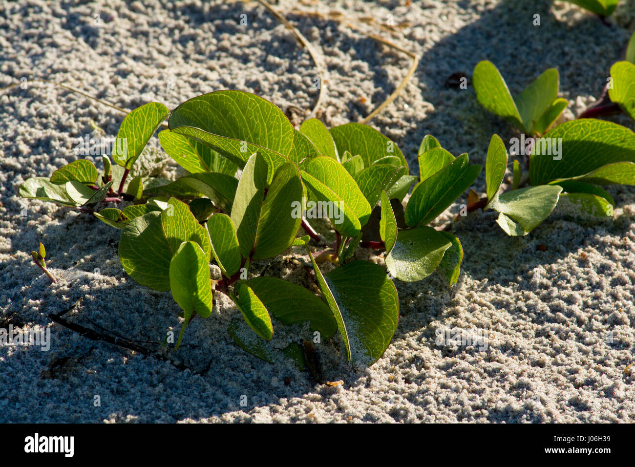 beach vine plants growing in sand Stock Photo Alamy