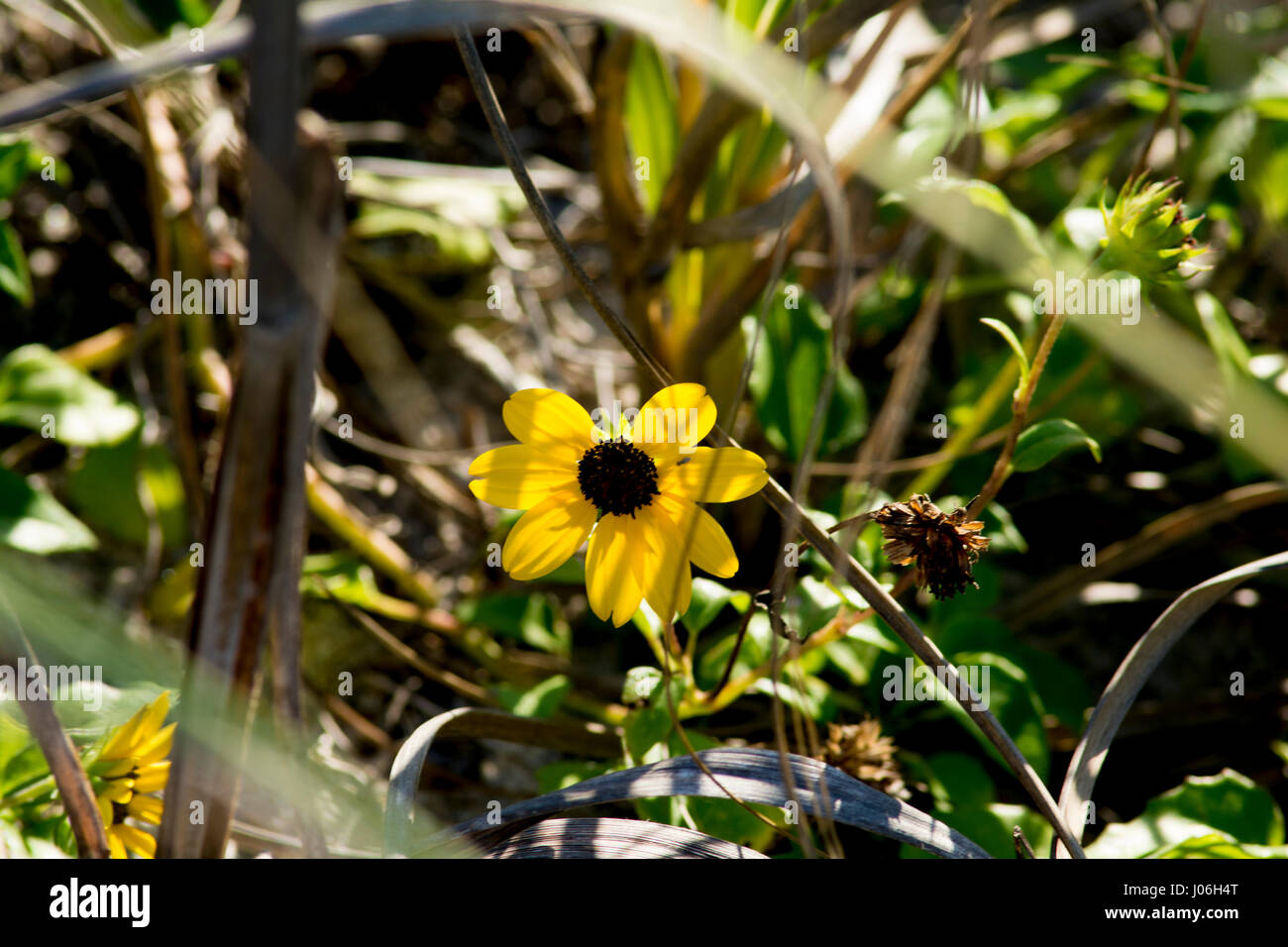 beach plants growing in sand Stock Photo Alamy