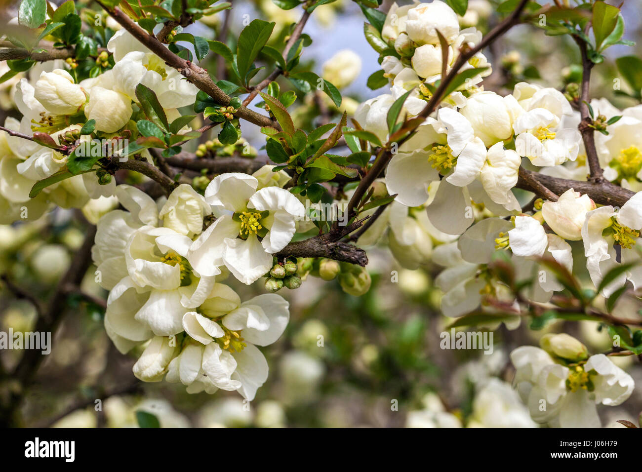 White quince Chaenomeles superba 'Jet trail' Stock Photo