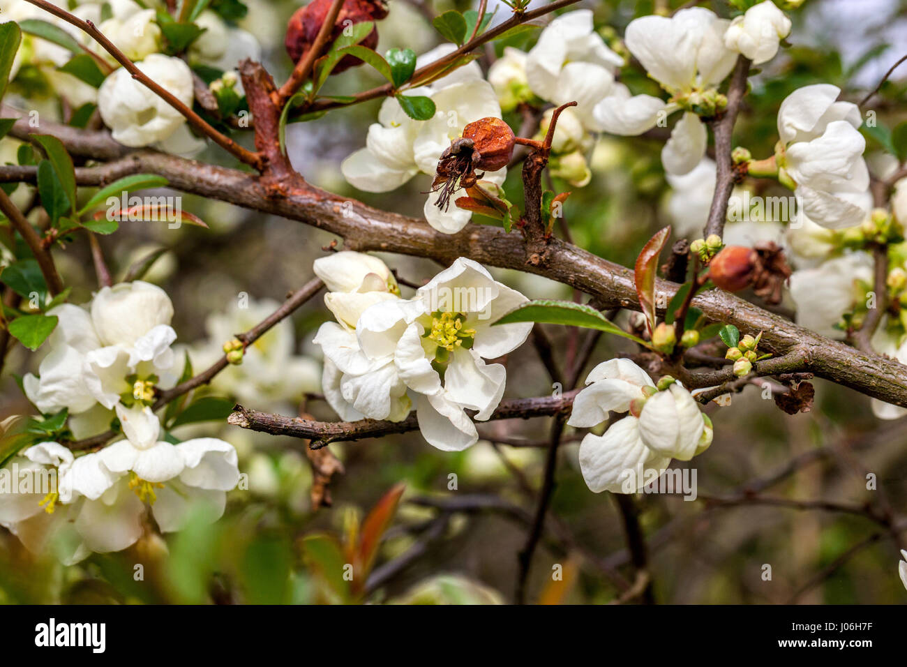 Flowering quince Chaenomeles superba 'Jet trail' in a garden Stock Photo