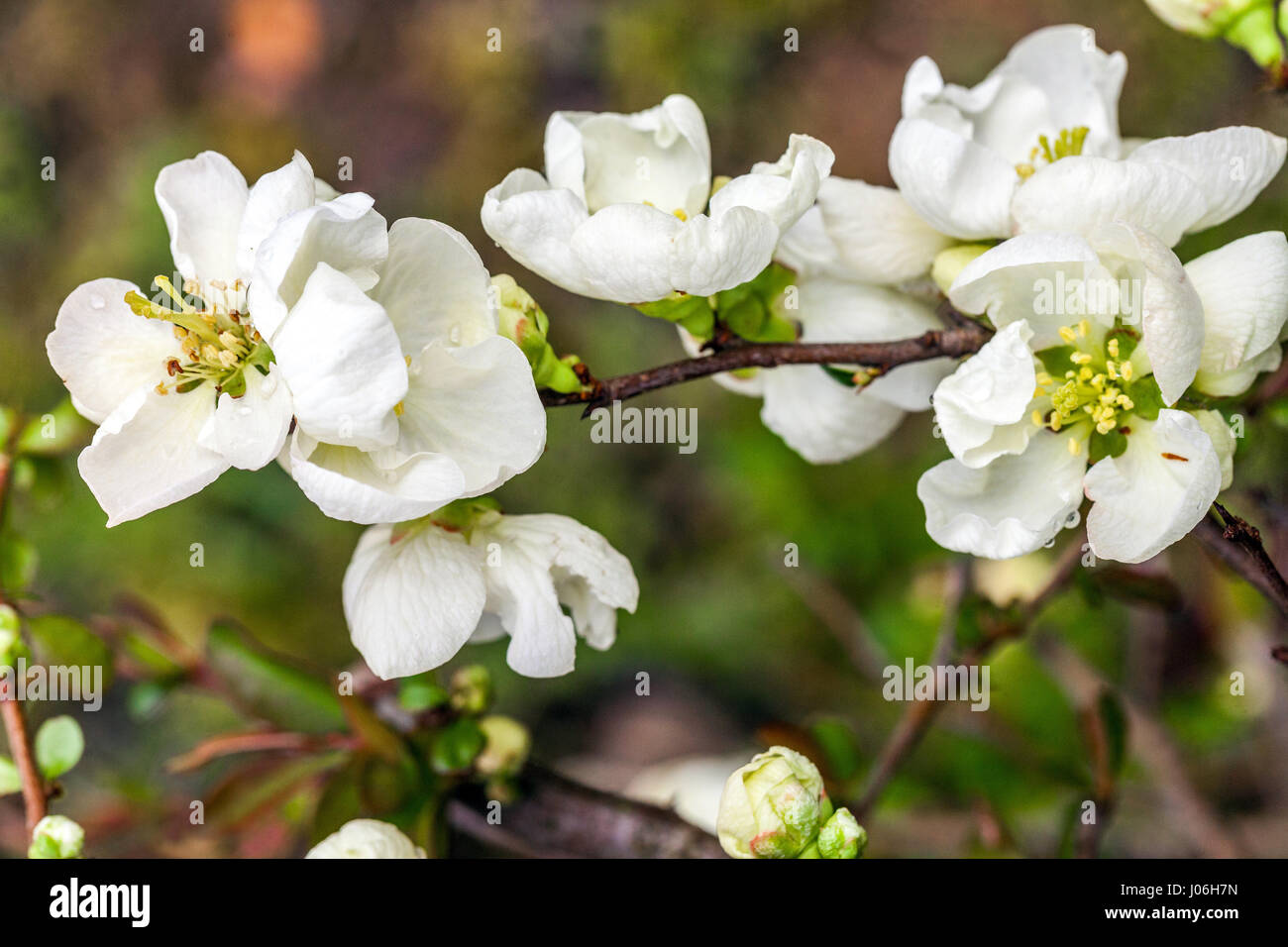 White quince Chaenomeles Jet trail in a garden Stock Photo