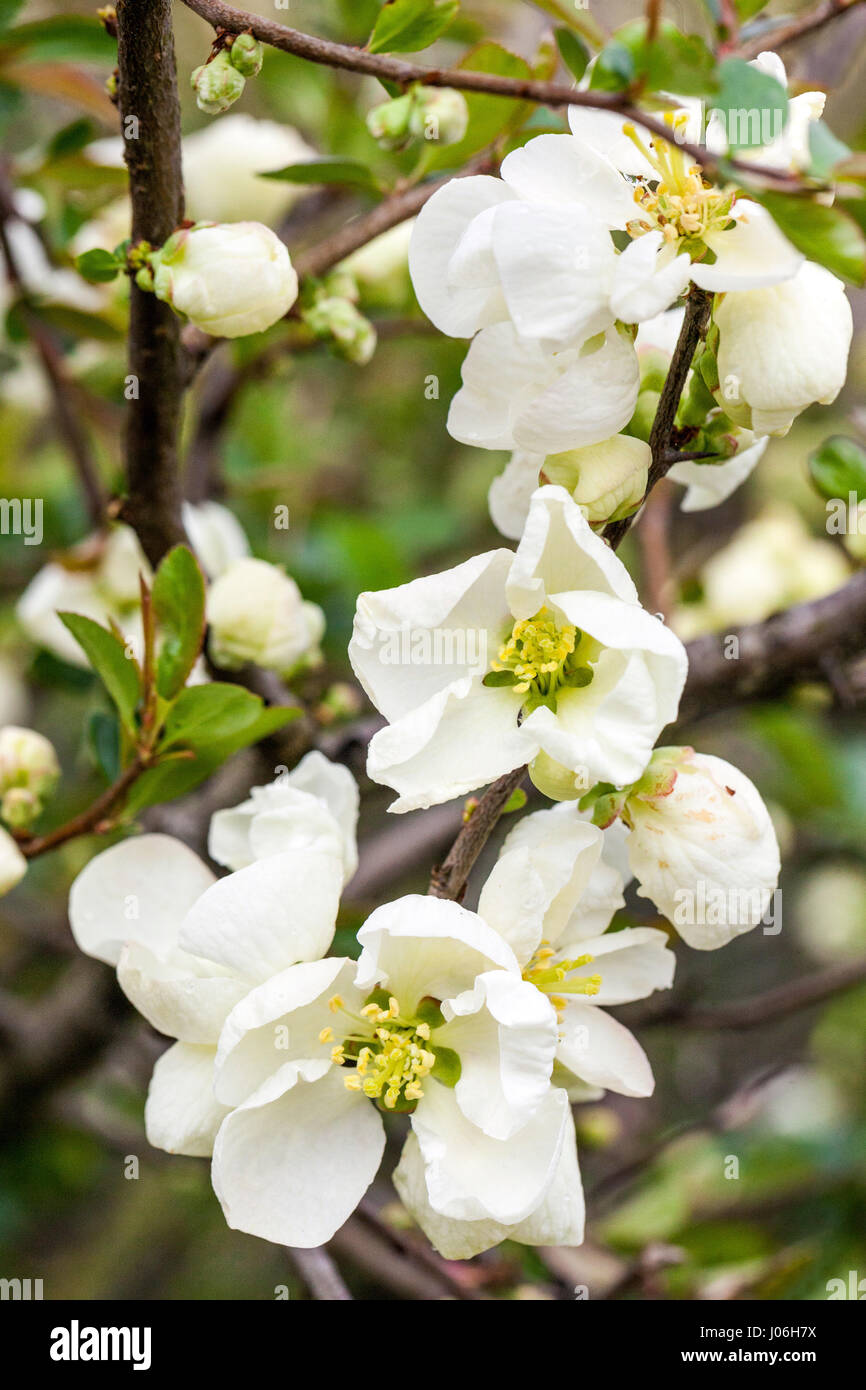 Flowering quince Chaenomeles superba 'Jet trail' in a garden Stock Photo