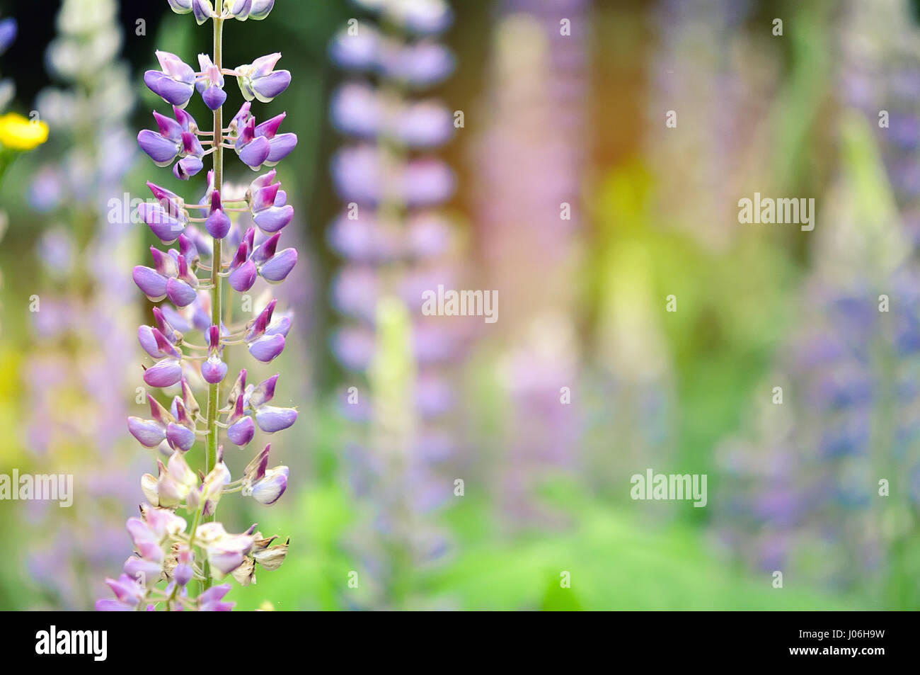 Closeup of a colorful garden of blooming Lupine flowers Stock Photo