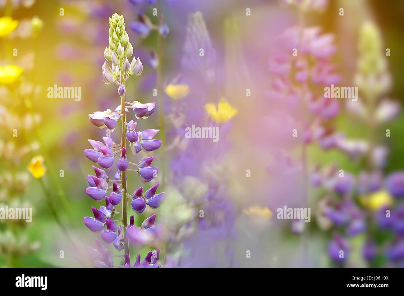 Closeup of a colorful garden of blooming Lupine flowers Stock Photo