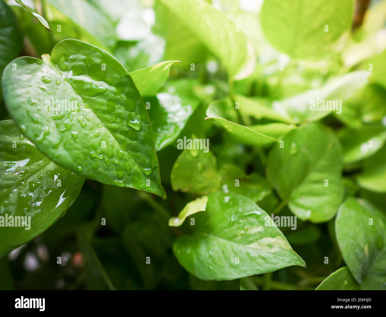 Green leaves background with waterdrops on it Stock Photo - Alamy