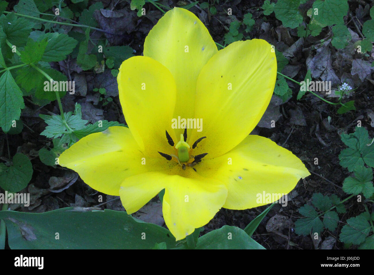 a tulip flower yellow in the garden Stock Photo - Alamy