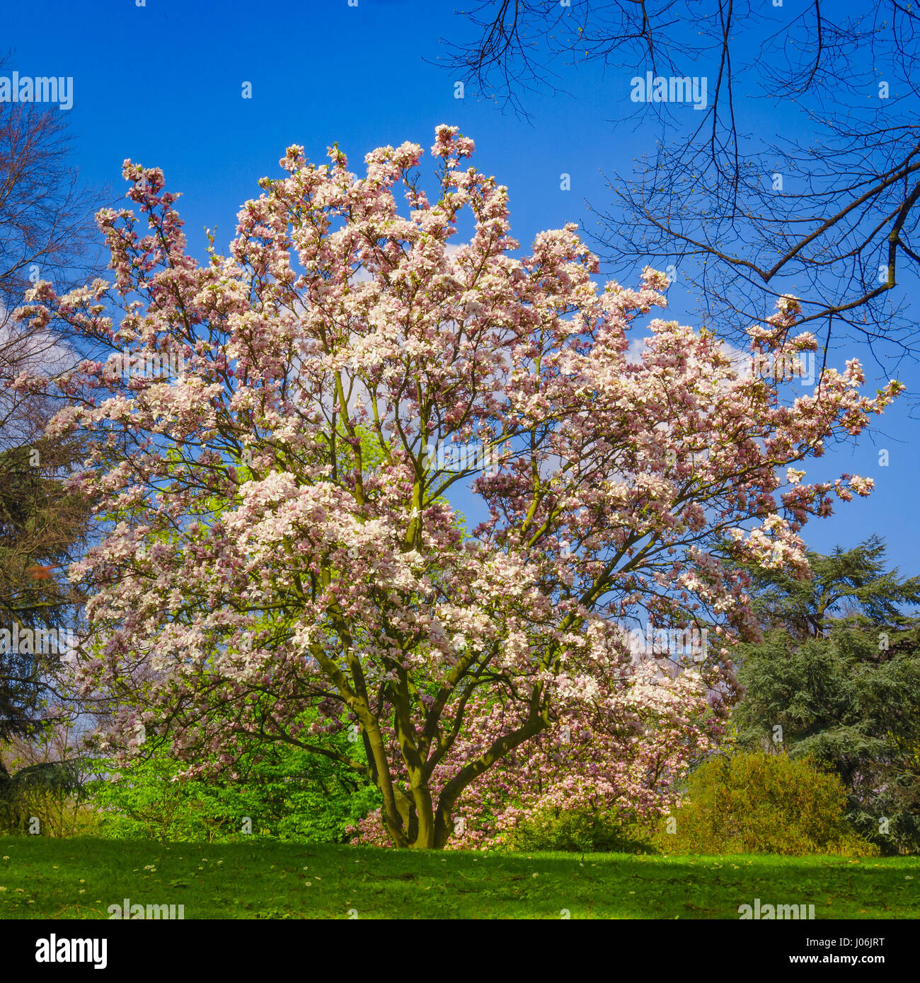 A beautiful Magnolia tree. Bloomy magnolia tree Stock Photo Alamy