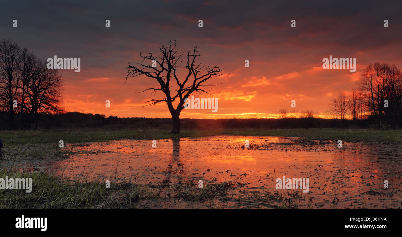 Sunrise over flooded meadow. Morning sun illuminate colorful clouds from horizont. Beautiful twilight in red colors. Summer morning background. Stock Photo