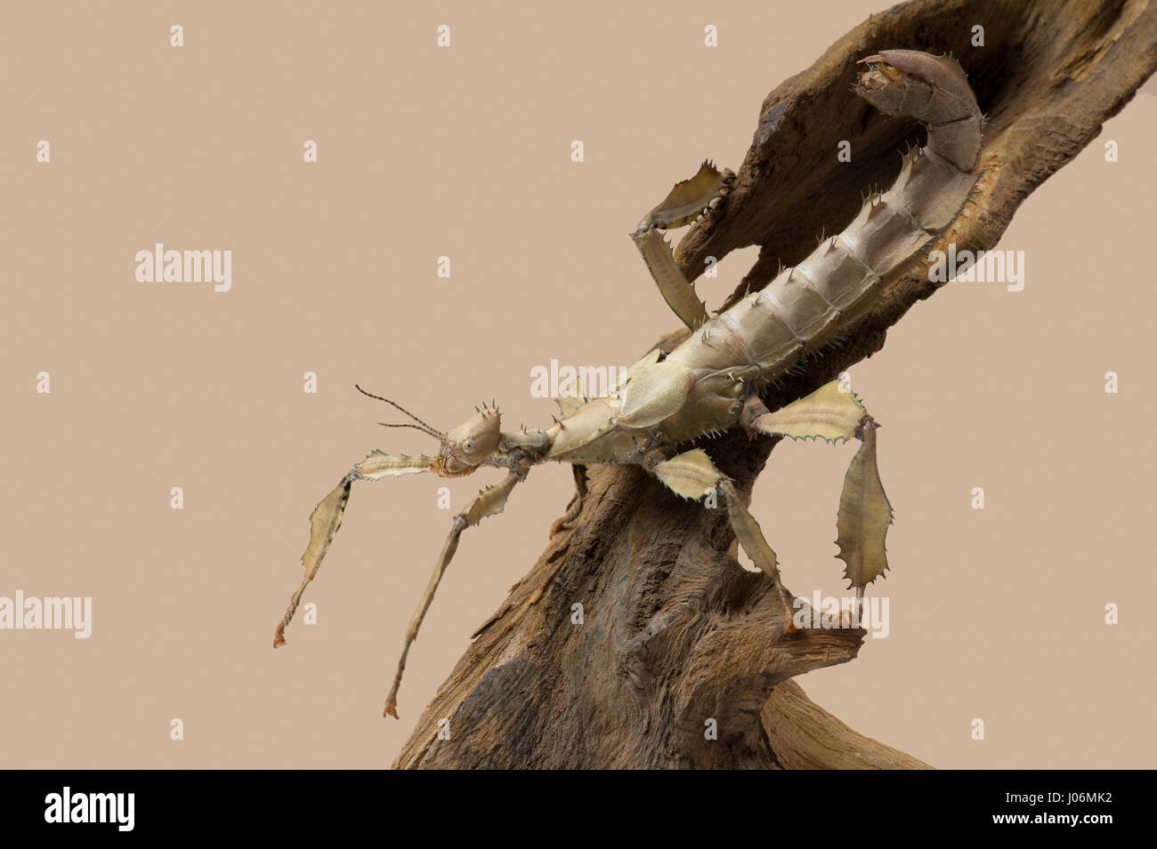 Spectre Stick Insect Extatosoma tiaratum hi-res stock photography and images - Alamy