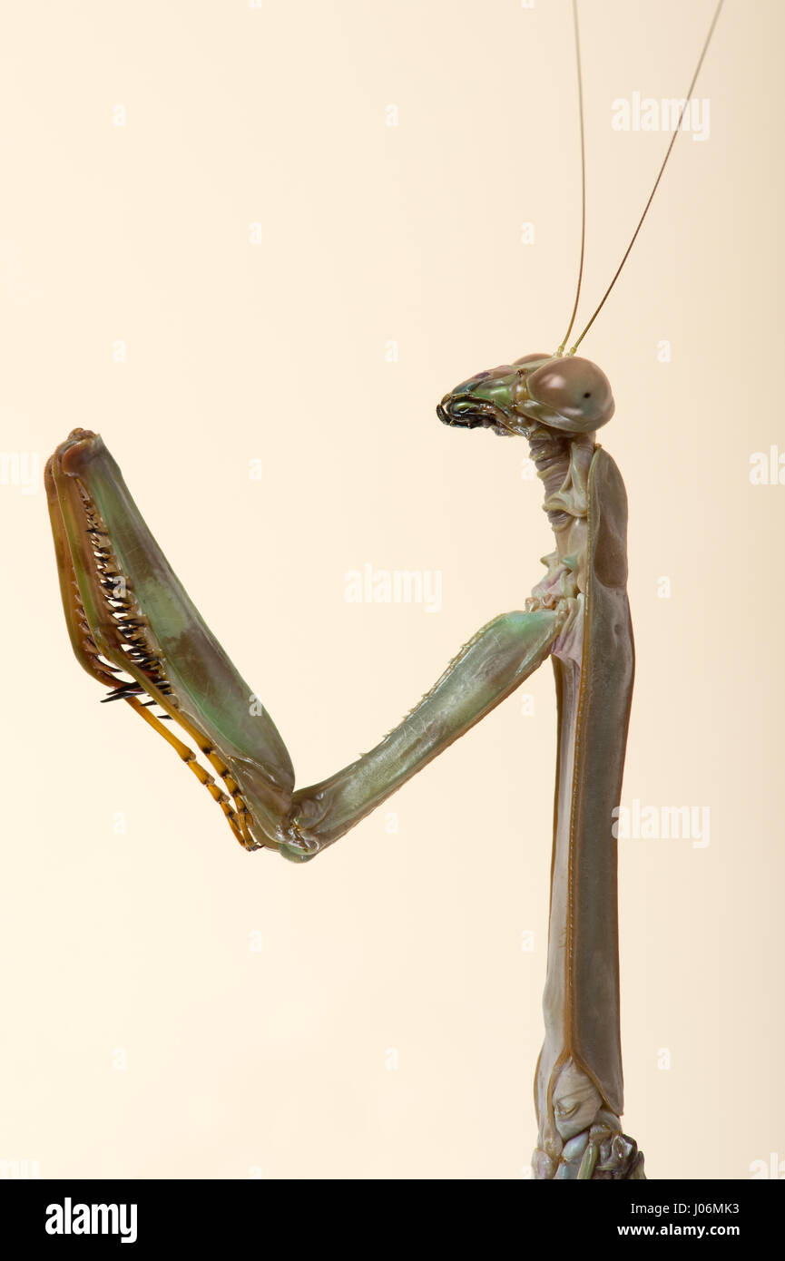 Praying Mantis (Plistospilota guineensis) Stock Photo