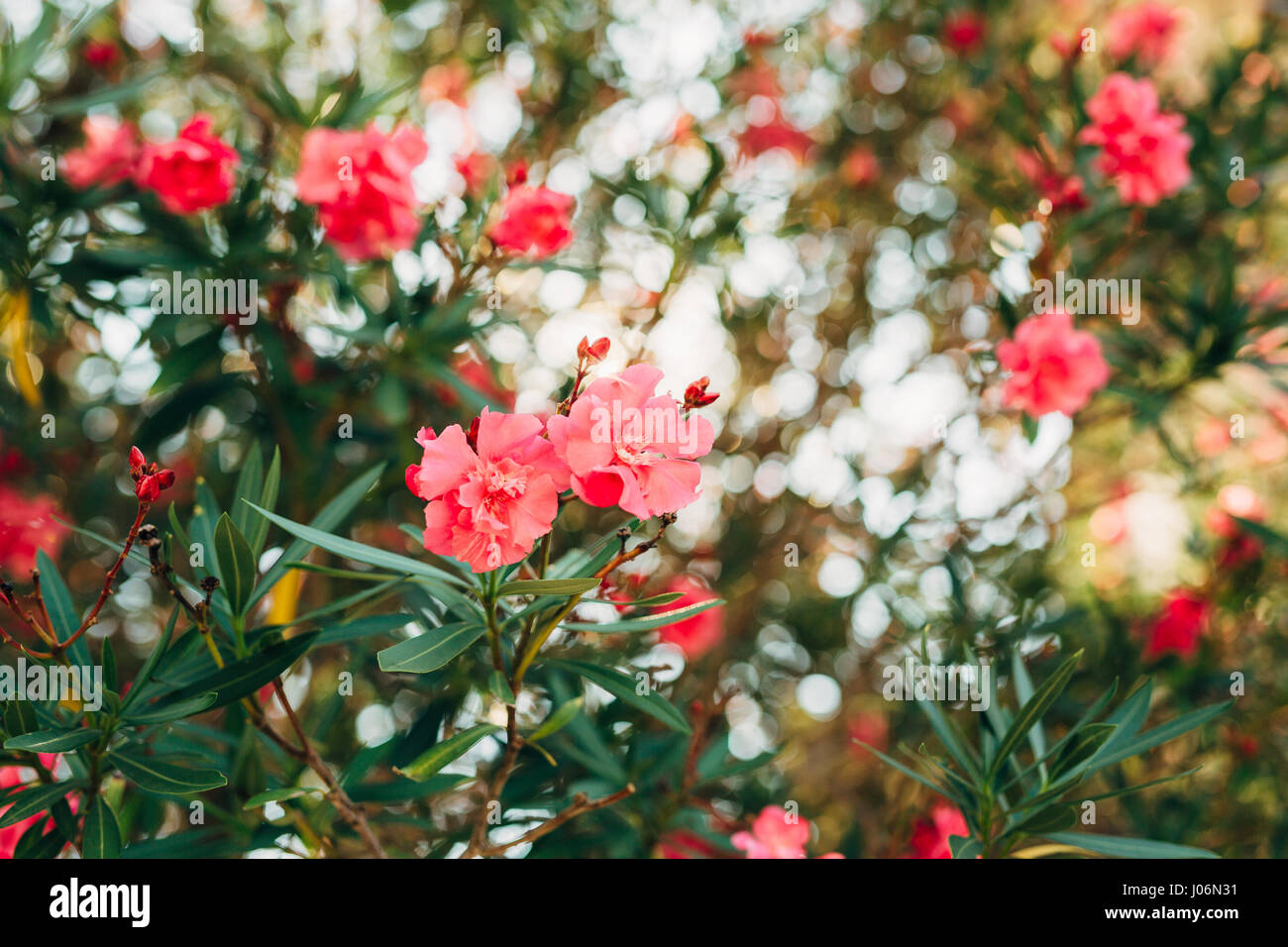 Flowering oleander trees in Montenegro, the Adriatic Sea and the Balkans. Stock Photo