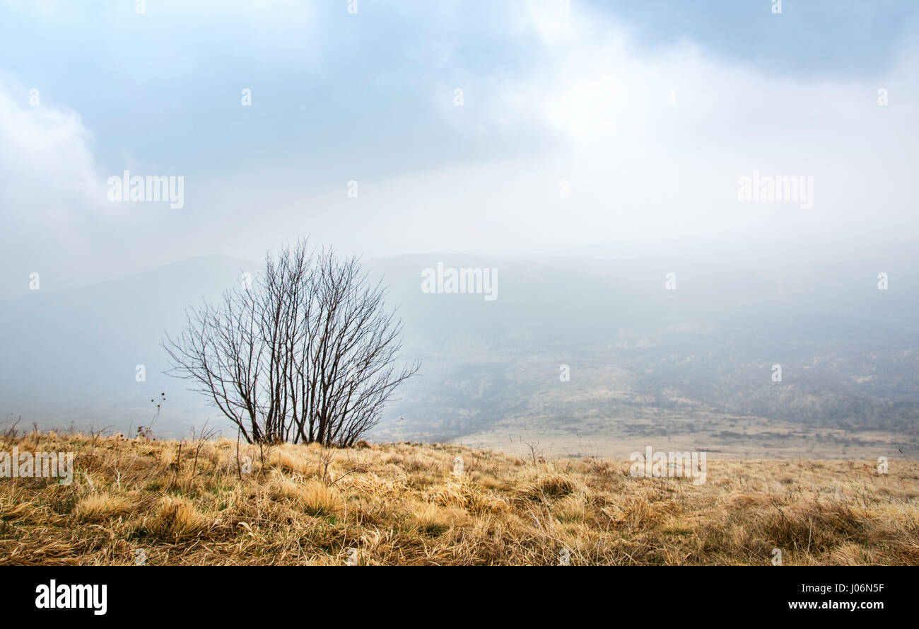 Lonely tree in the foggy mountain at high altitude Stock Photo