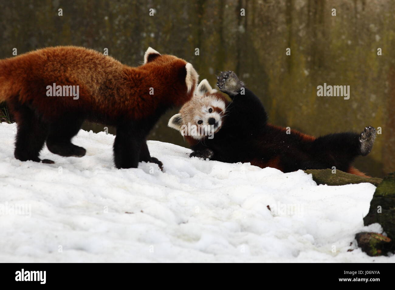 Red Pandas courting in the snow Stock Photo