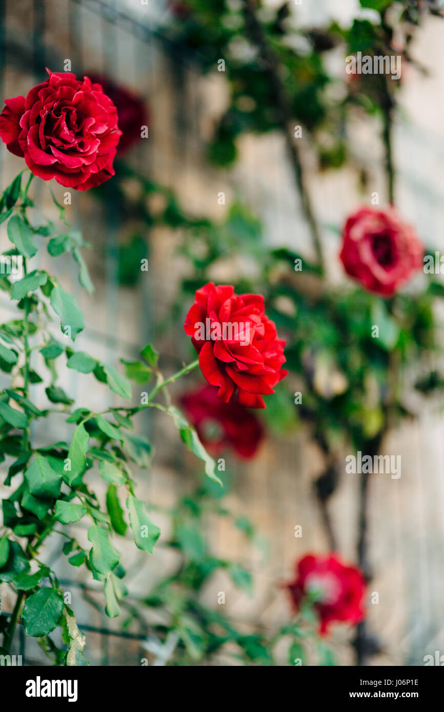 Roses on the street. Pink and red roses grow on the streets of ...