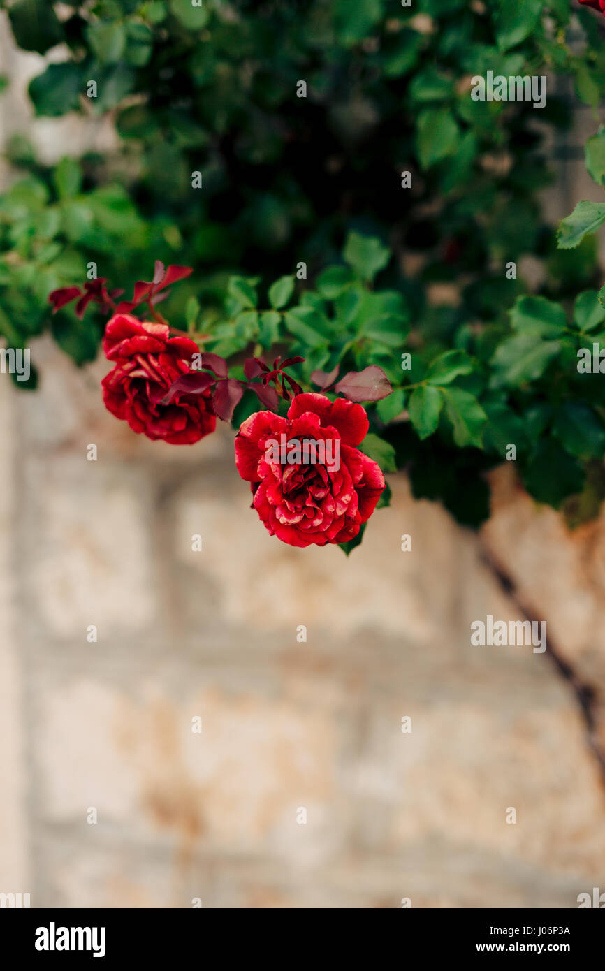 Roses on the street. Pink and red roses grow on the streets of ...