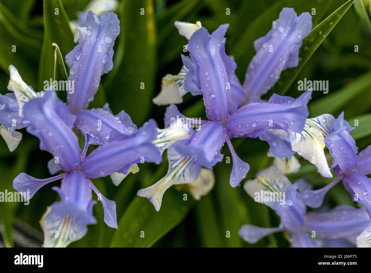 Juno Iris, Iris graeberiana  ' White Fall ' Stock Photo