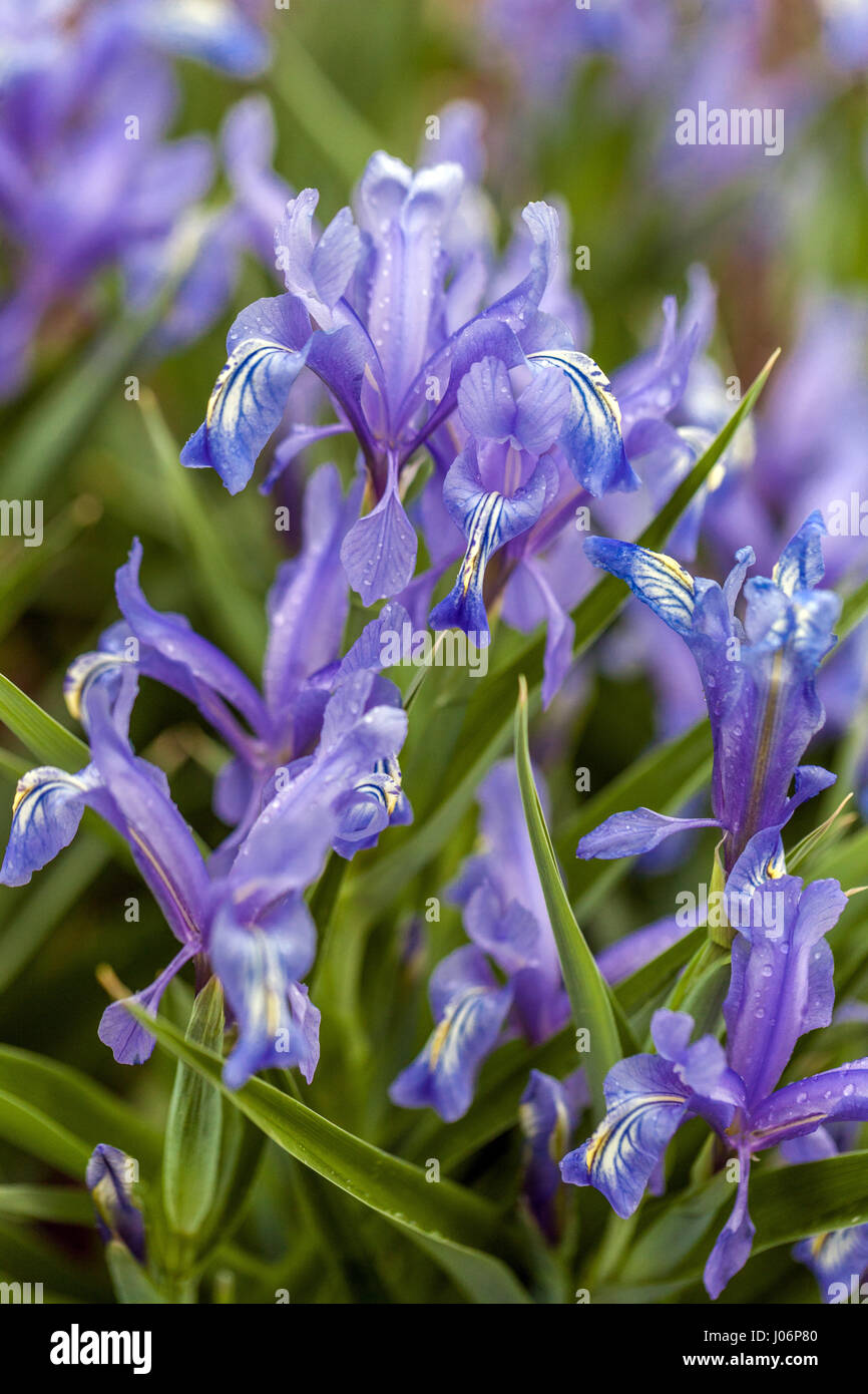 Juno Iris, Iris graeberiana in bloom Stock Photo