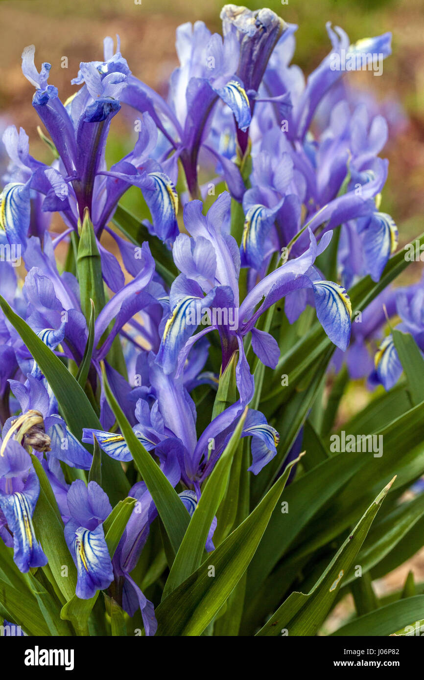Juno Iris, Iris graeberiana Stock Photo